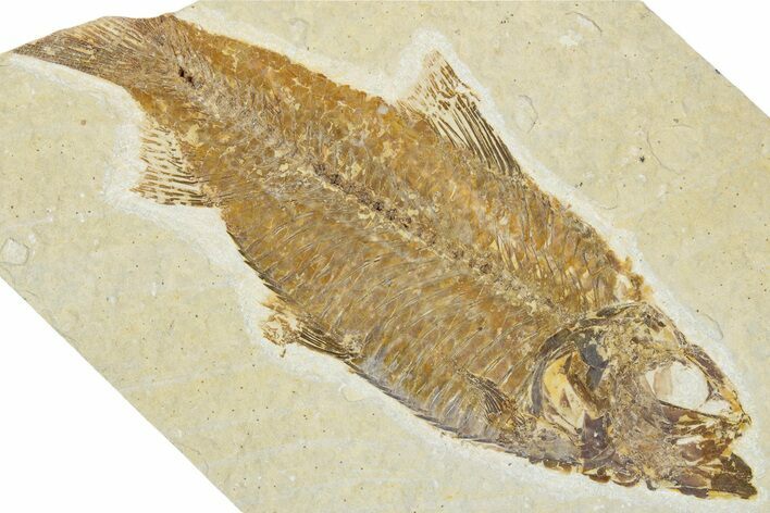 Bargain, Fossil Fish (Knightia) - Wyoming #354076